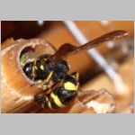 Symmorphus gracilis - Lehmwespe 11a 9mm beim Nestverschluss fdet11.jpg